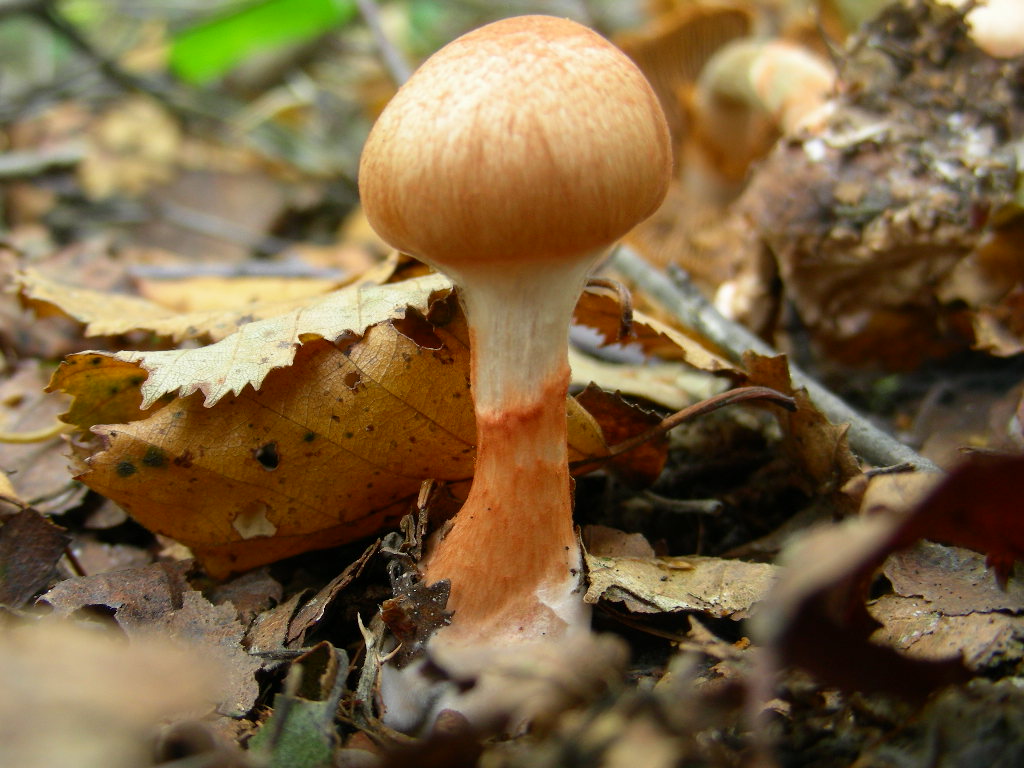 Telamonia...